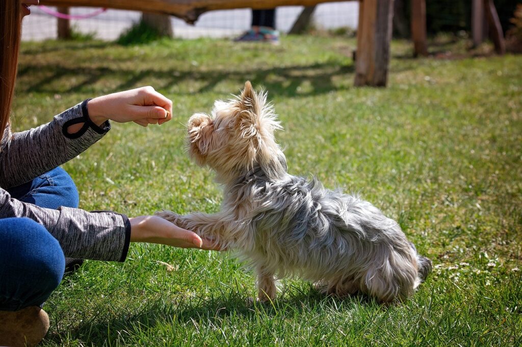 Obedience Training Leed, West Yorkshire