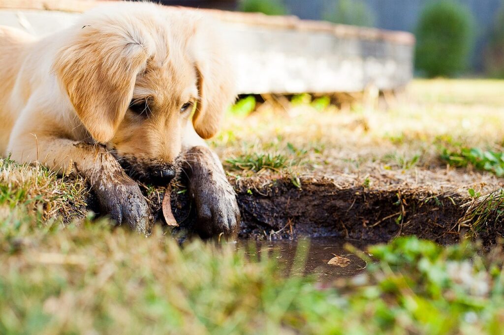 Puppy Training Leeds, West Yorkshire