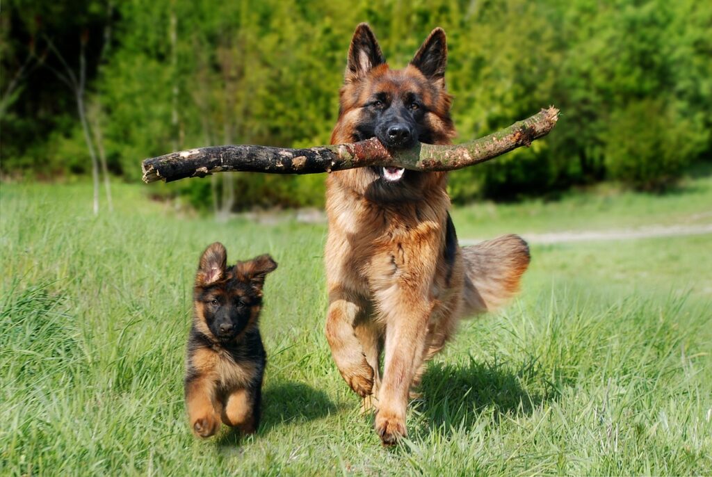 Advanced Dog Training Leeds, West Yorkshire