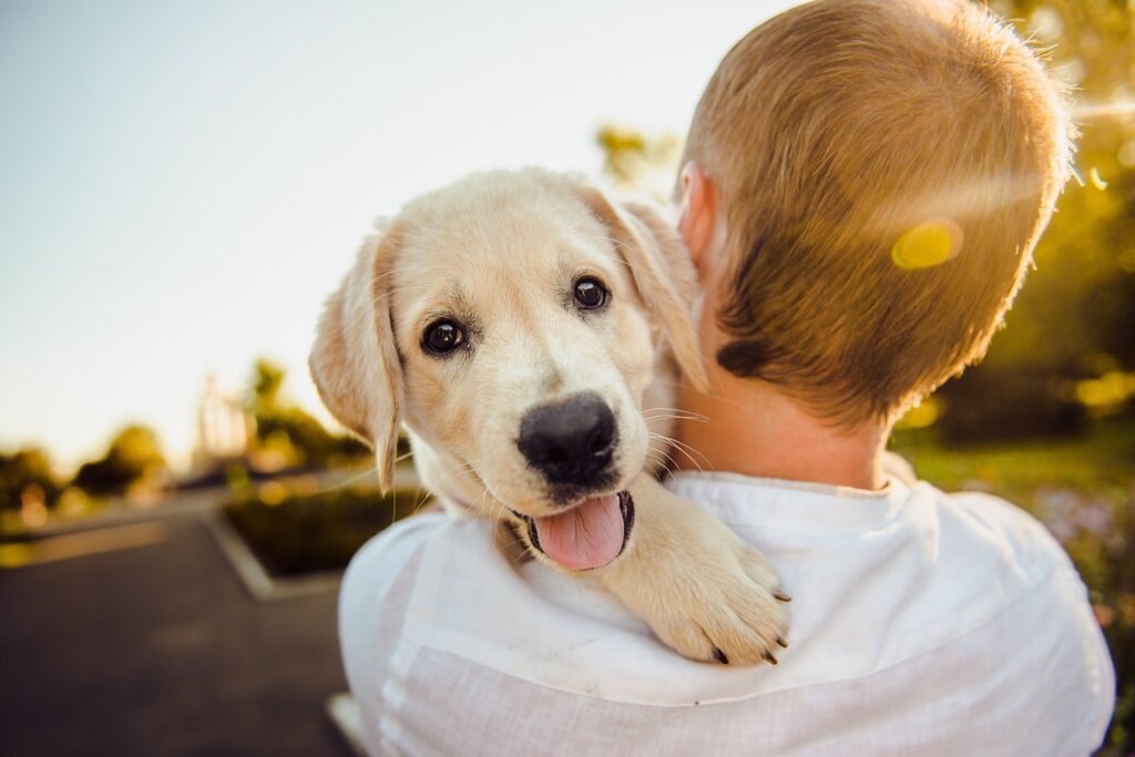 Best online dog trainers in Leeds