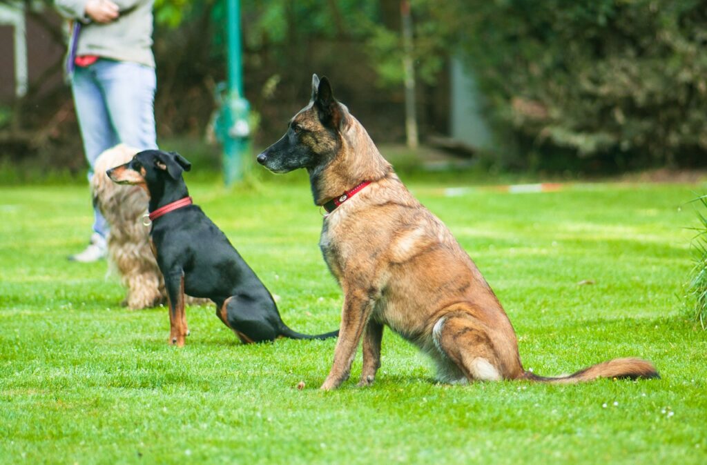 Advanced Training