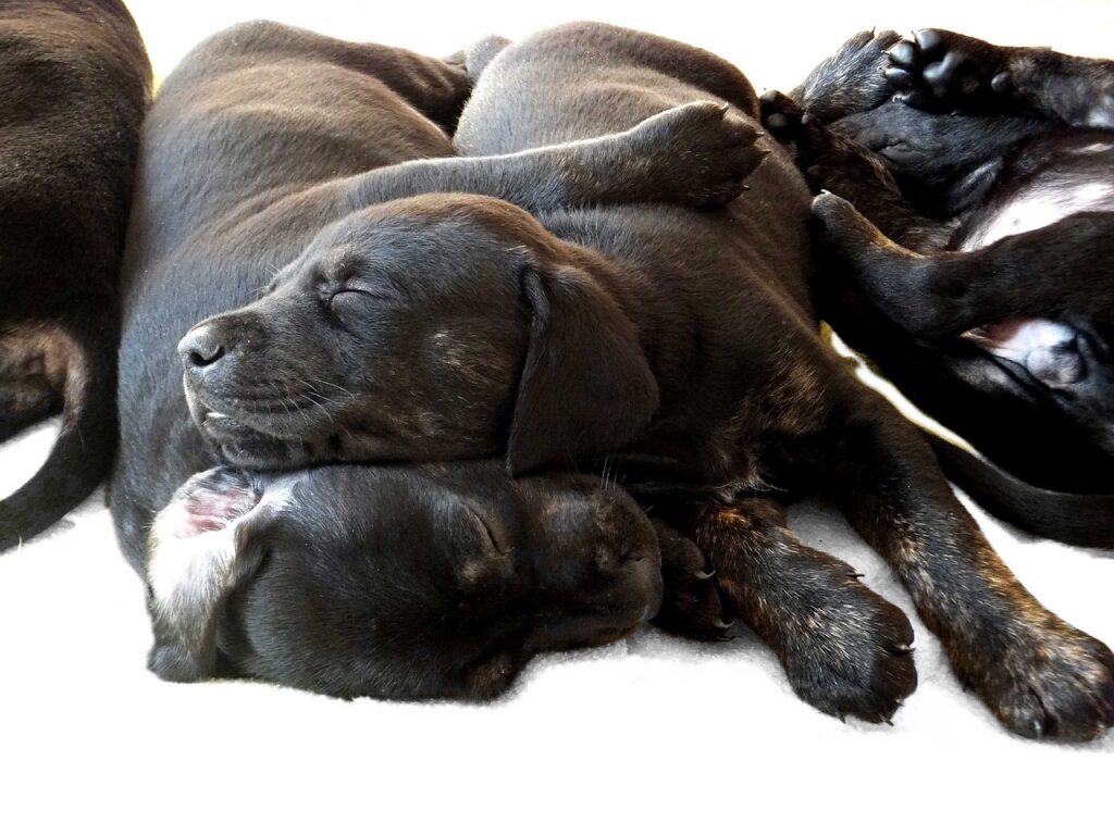 Puppy Socialisation Leeds
