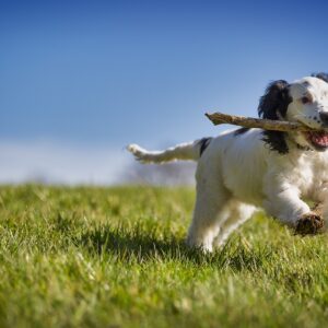 Puppy obedience training Leeds