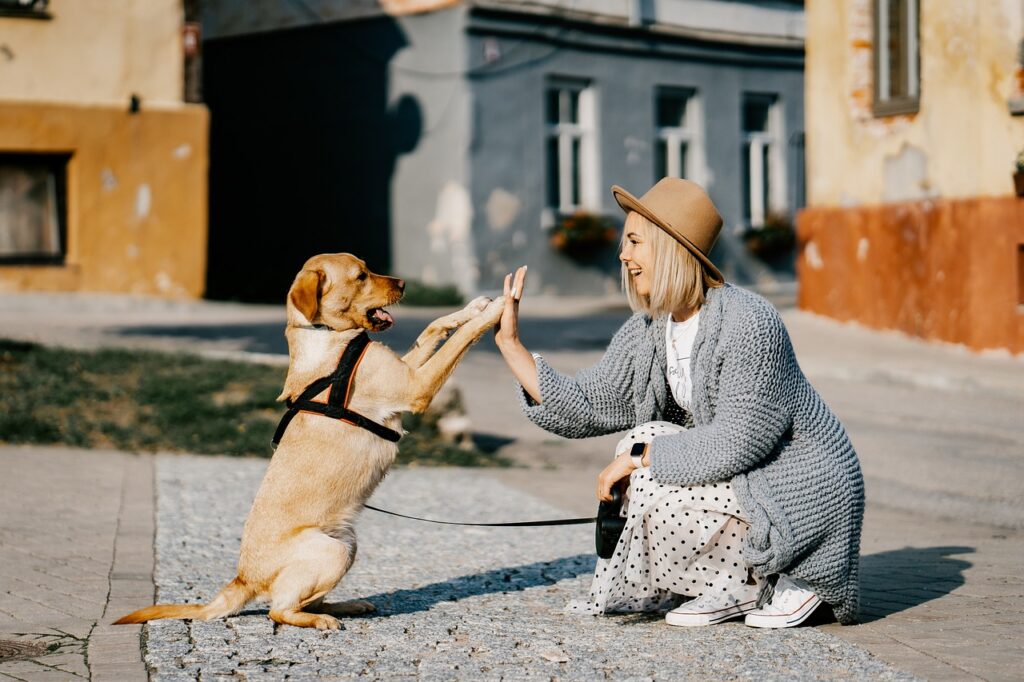 Impulse control classes for dogs Leeds, West Yorkshire