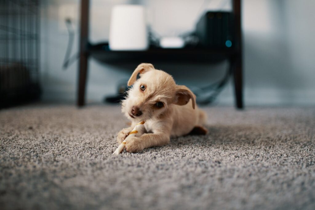 Training for Puppies Leeds