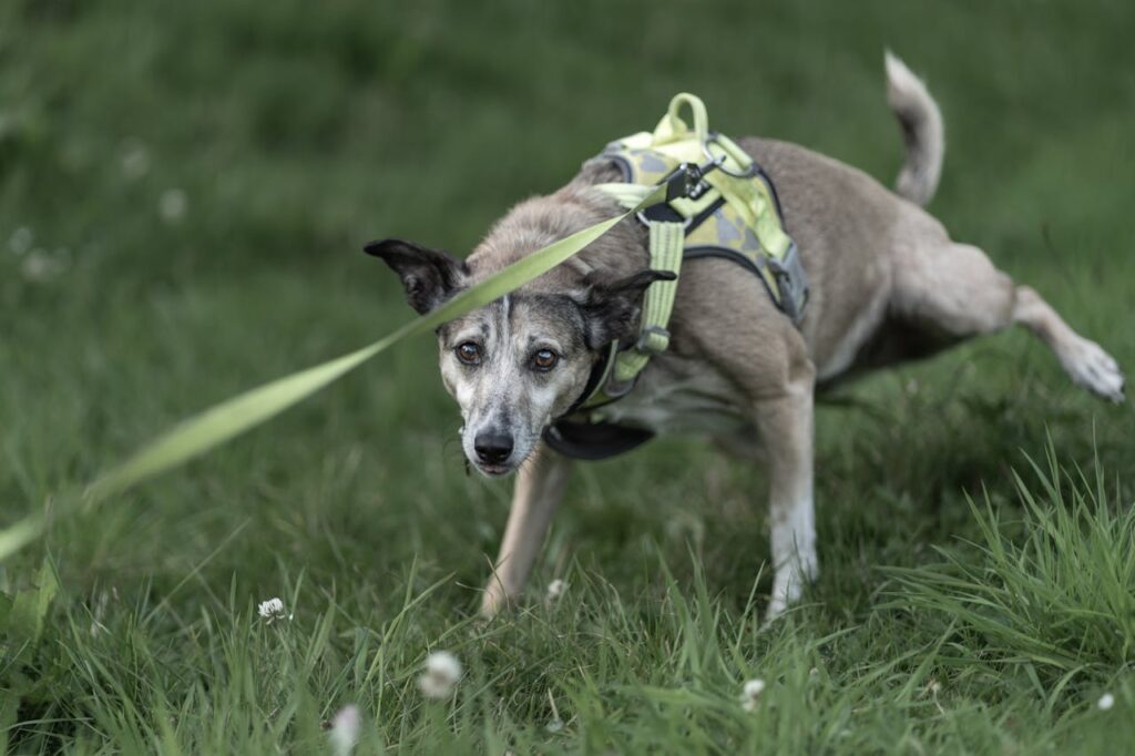 Leash training for dogs in Leeds, West Yorkshire