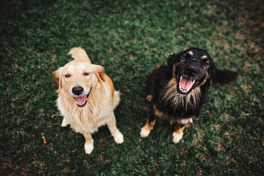 Off-leash dog training in Leeds, West Yorkshire